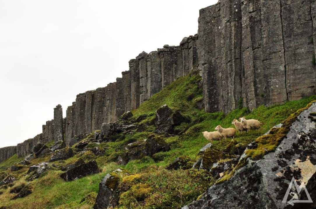 basalt formations with sheep in Iceland