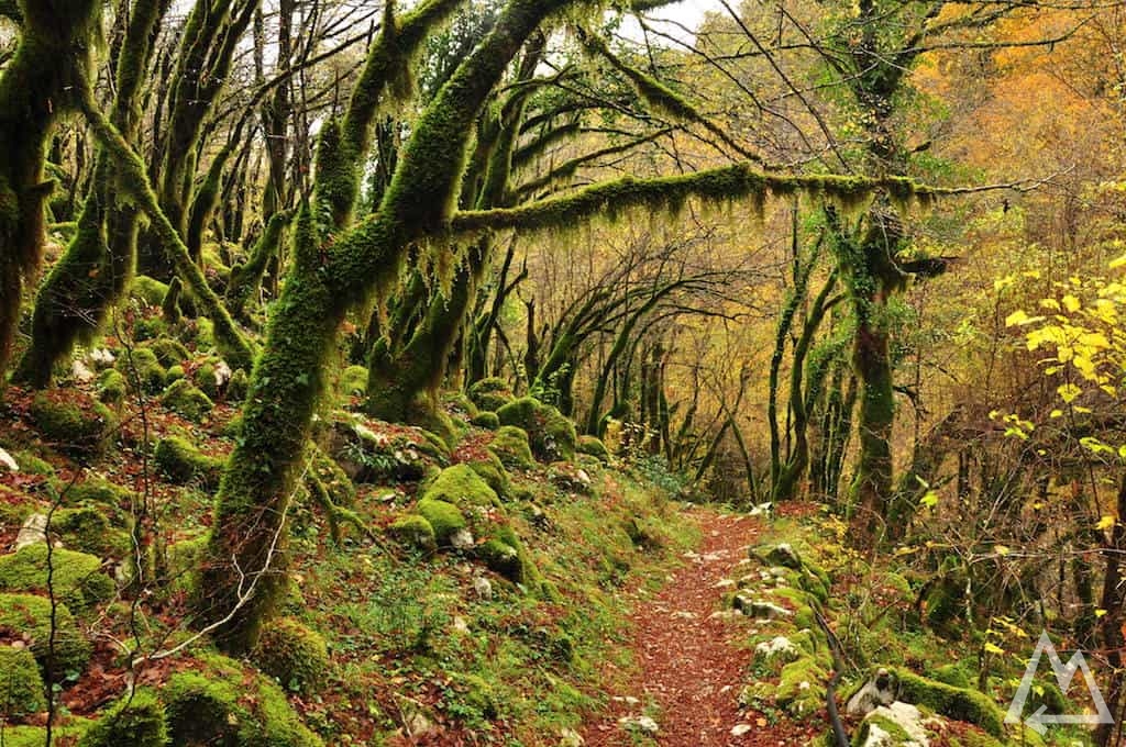 green mossy trail along the Mrtvica Canyon in Montenegro