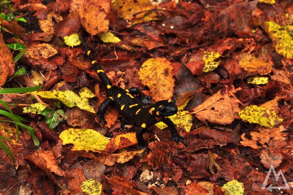 fire salamander in Montenegro