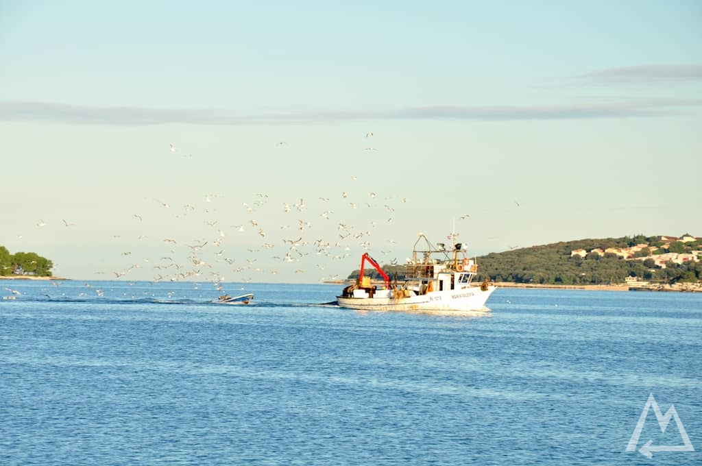 fishing boat with seagulls following it in Croatia