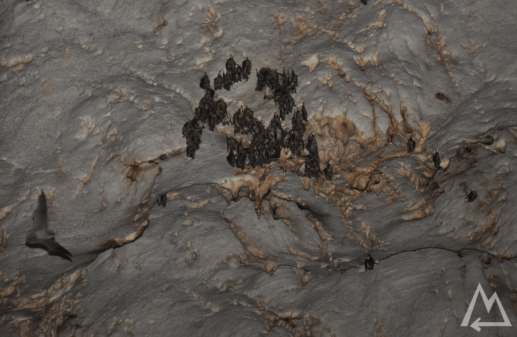 bats on the cave roof in Albania