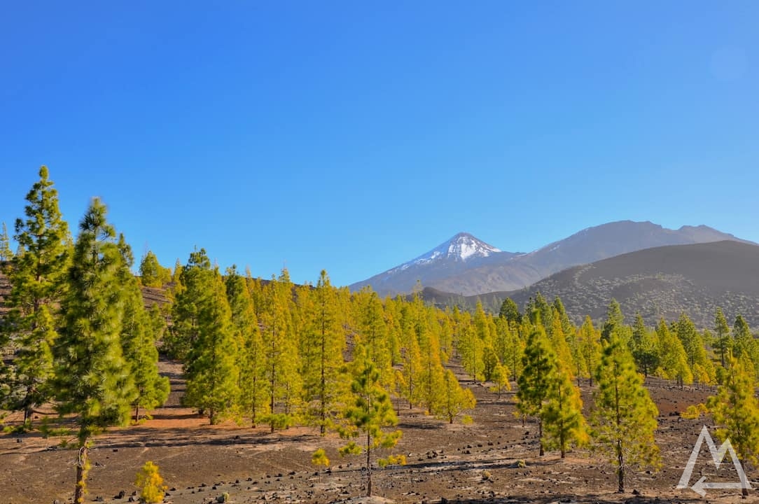 How to take pictures: Teneriffa, Teide with pine trees and blue sky