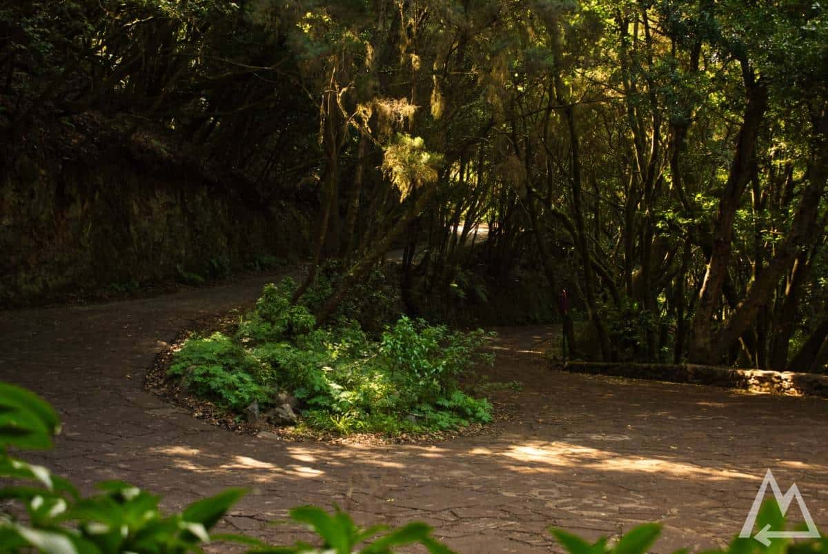 Bosque el Cedro, La Gomera, Canary Islands, Spain