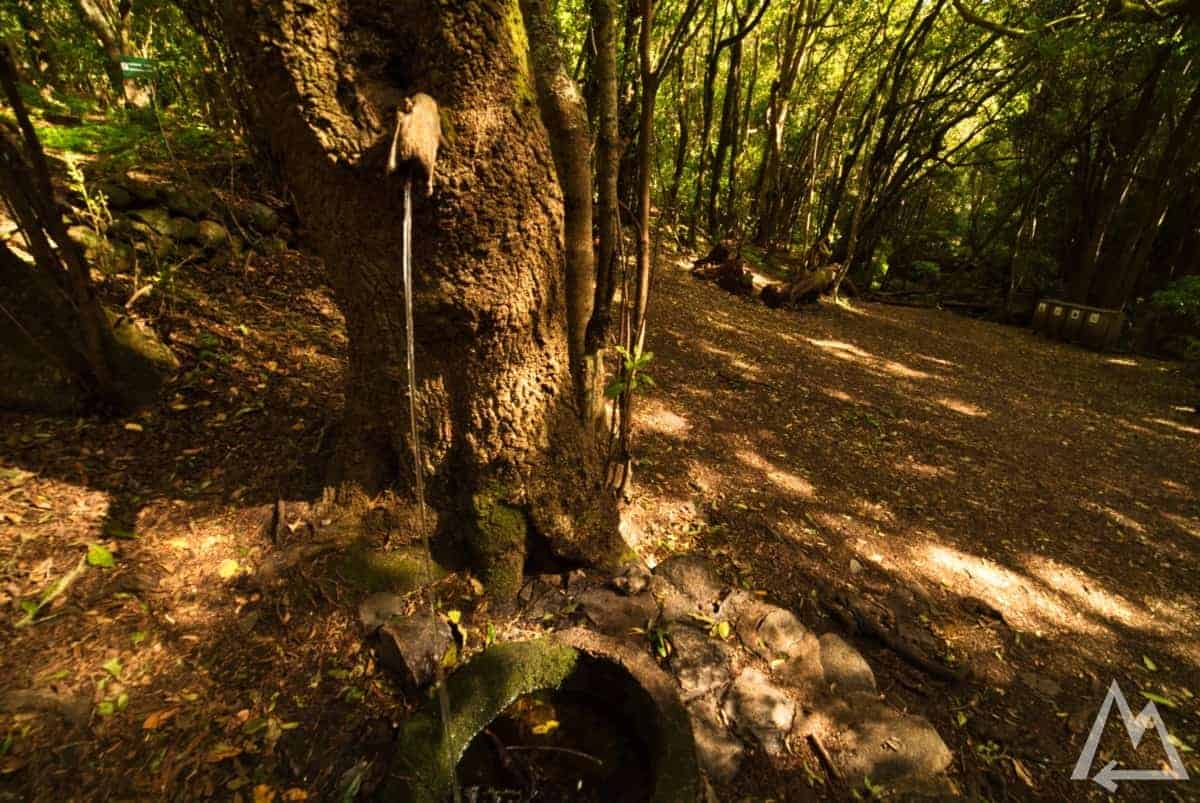 Bosque el Cedro, La Gomera, Canary Islands, Spain