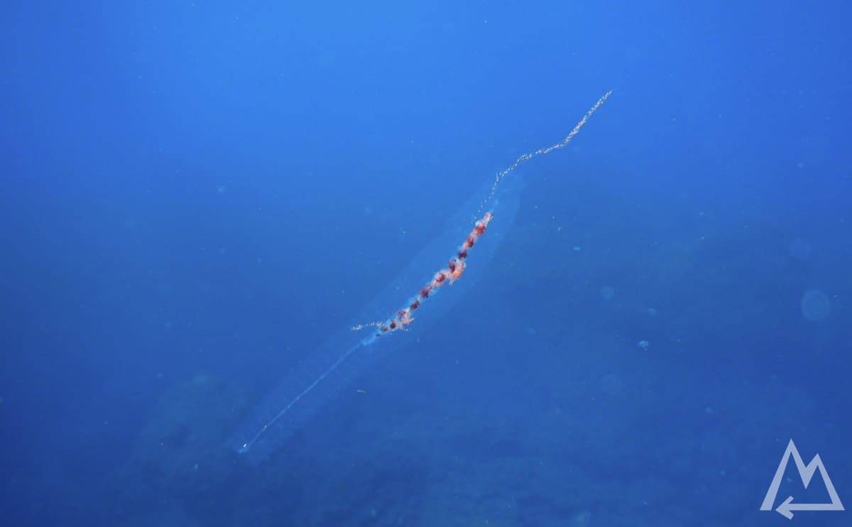 Diving in La Bombilla, La Palma, Canary Islands, Spain