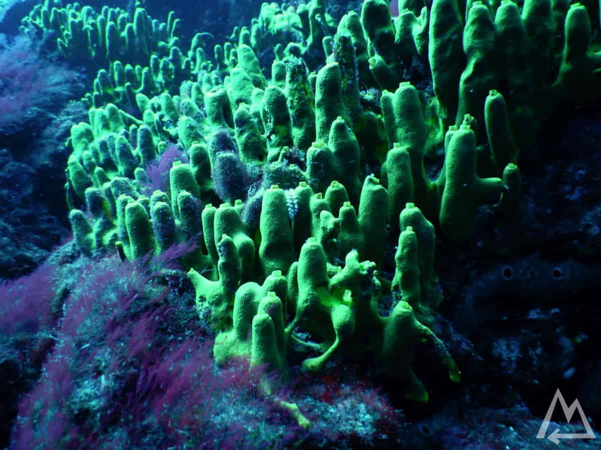 Diving in La Bombilla, La Palma, Canary Islands, Spain