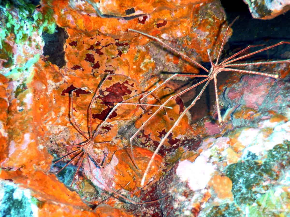 Diving in La Bombilla, La Palma, Canary Islands, Spain